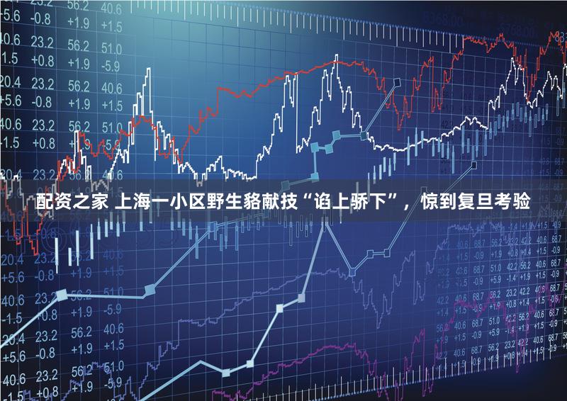 配资之家 上海一小区野生貉献技“谄上骄下”,惊到复旦考验